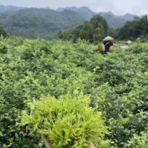 恩施藤茶