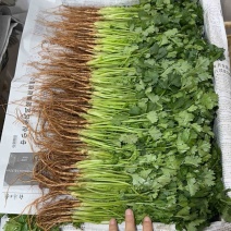 云南香菜精品大叶芫荽全年不断货原产区直销全国发货