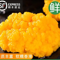 金耳鲜品，干品，菌种包，都有可以选。欢迎交流