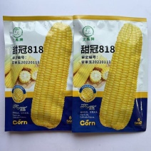 甜冠818玉米种子籽粒黄甜质型水果玉米种子黄色甜玉米种子