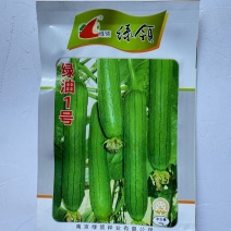 丝瓜种子绿领绿油1号丝瓜种子早熟果皮油亮深绿色皮薄丝瓜种