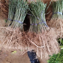 福建籽枳壳苗枳壳实生苗枳壳芽苗枳壳小苗