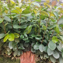 优质油茶苗，生长旺盛，适合家庭种植，助您轻松收获美味油茶！