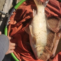 鲫鱼，湘鲫，工程鲫