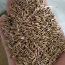 草坪黑麦草种子耐寒耐旱出芽率高绿化护坡固土欢迎咨询！