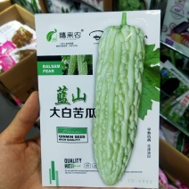 蓝山大白苦瓜种子果实长圆筒型抗病早熟耐热农家庭院阳台种植