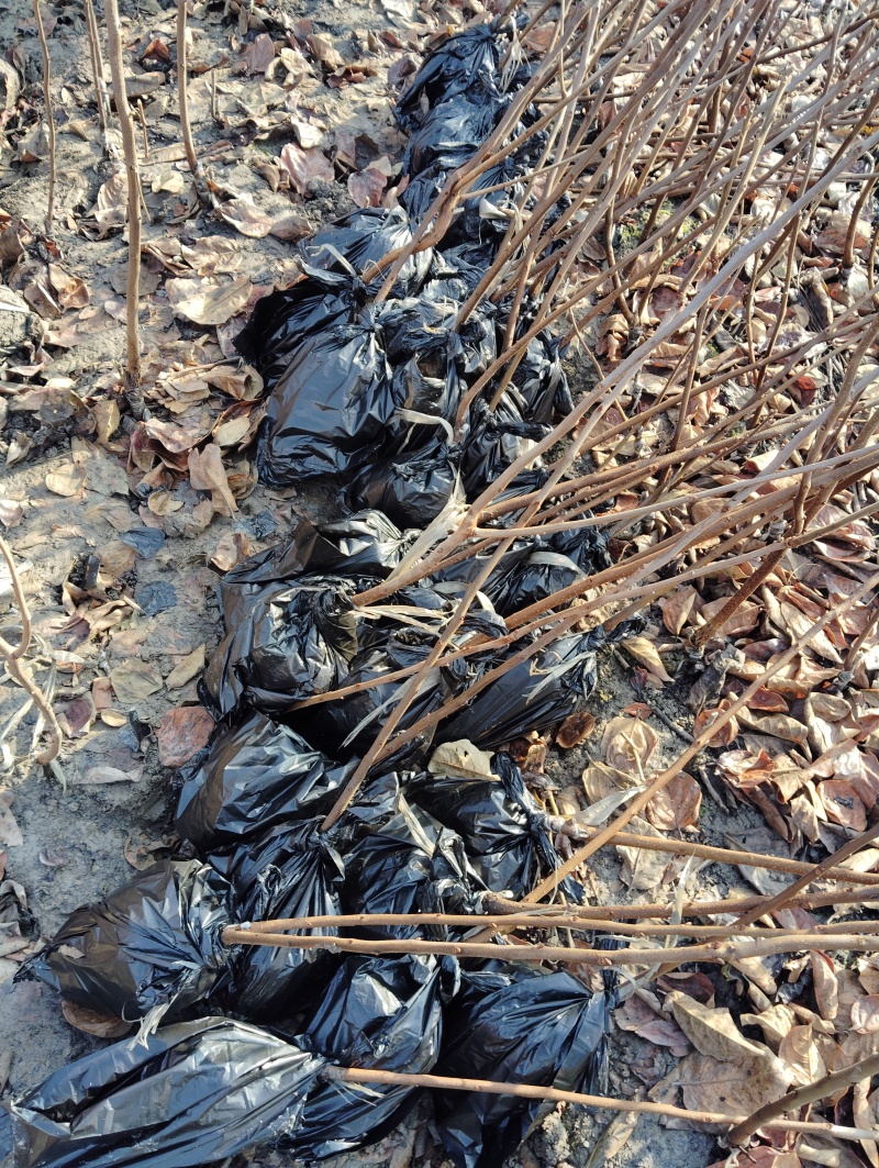 浙江绍兴诸暨市柿子苗 60.00元/棵太秋甜柿