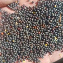 精品油菜籽出油率43