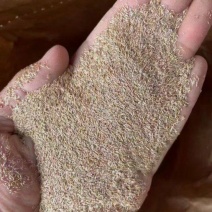 精品进口剪股颖草坪种子匍匐细弱型庭院别墅绿化工程