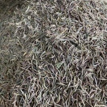 进口波斯菊格桑花种子四季开花易成活适合庭院保证品种和发芽