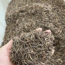 精品硫华菊种子四级易种易成活护坡花海庭院花卉欢迎咨询