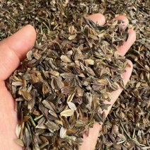 精品百日草种子四季开花易成活庭院花卉厂家货源发全国
