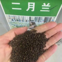 精品二月兰种子易成活耐阴耐寒厂家货源批发价格优惠