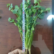 出售大叶精品香菜需要的老板联系