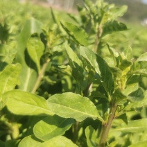 枸杞芽基地种植