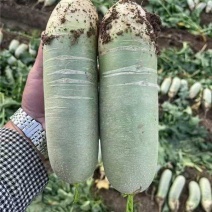 青萝卜鲜货大量货源欢迎电话联系支持视频看货