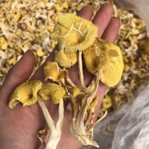鸡油菌价格便宜一手货源质量保证