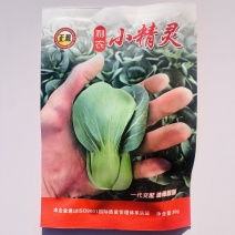 广东青仔种子小精灵小油菜种子宁夏小青仔种子墨绿油亮青梗菜
