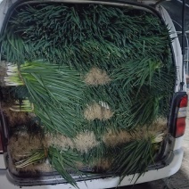 大棚精品分葱