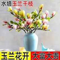 水培玉兰花卉室内水培植物办公室绿植净化空气除