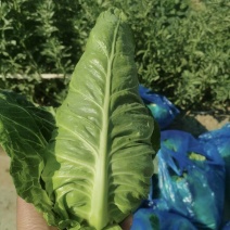 牛心包菜