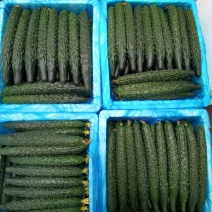 辽宁一级水黄瓜（新货）精品水黄瓜泡沫箱新货新黄瓜