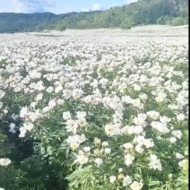 赤芍种子全国发货量大从优可提供技术指导可视频看货