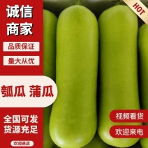 广东精品蒲瓜、瓠瓜，一手货源品质保证，支持配车，全国可发