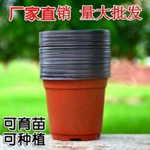 简易加厚双色花盆一次性塑料花盆大号培育盆