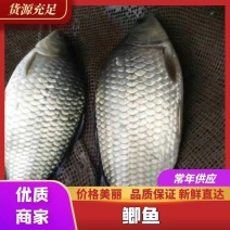 【名优水产】精品鲫鱼良种鯽鱼中科鯽鱼提供放钓运输到塘