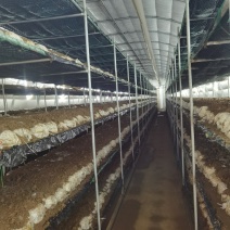 鸡腿菇千口基地已开始采摘了！