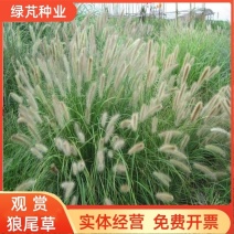 观赏狼尾草种子狼尾草种子耐酸耐干旱护坡固土