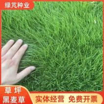 进口多年生矮生草坪黑麦草种子提供三证一签