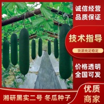 湘研黑实二号黑皮冬瓜种子芽率高条形好品质优