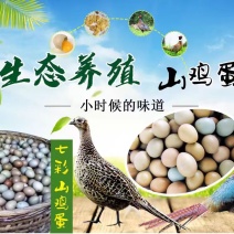 广西鸡蛋七彩野鸡蛋鸡蛋厂家直发量大从优可来电咨询