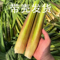 2024年新鲜茭白上市时令农家蔬菜农家种植高笋茭儿菜月子