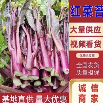 精品红菜苔