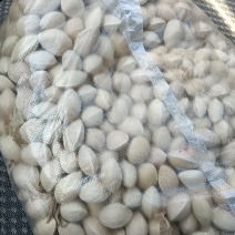银杏果