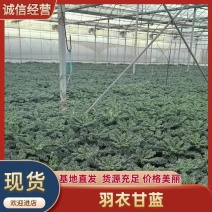羽衣甘蓝种植基地进口原种，叶片肥厚深绿，货源稳定充足