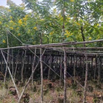 黄槐2-10分，大量低价出售