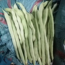 白不老白豆大量供应