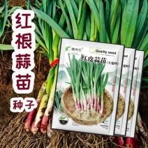 红皮蒜苗种子四季宽叶蒜苗种子耐热耐寒春秋种植蔬菜种子
