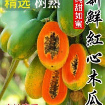 【实力商家】大白木瓜产地直供视频看货代发全国