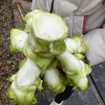 儿菜抱儿菜母子菜，大量上市，量大从优欢迎