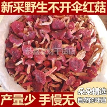 野生红菇干货不开伞新鲜小朵红菇野生红蘑红菌煲汤