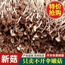 【净重无干燥剂】茶树菇干货批发500g古田茶树菇干货菜类