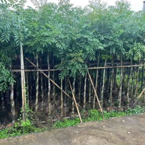 桃花心木3-18分，各种规格，大量低价出售