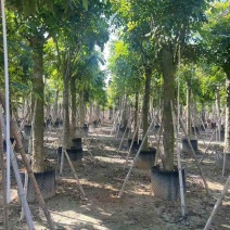 桃花心木3-25分，各种规格，大量低价出售
