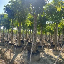 桃花心木5-15分，光杠骨架，大量低价出售