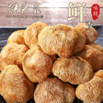 云南猴头菇新鲜干货250/500g新货无硫正宗猴头菌食用